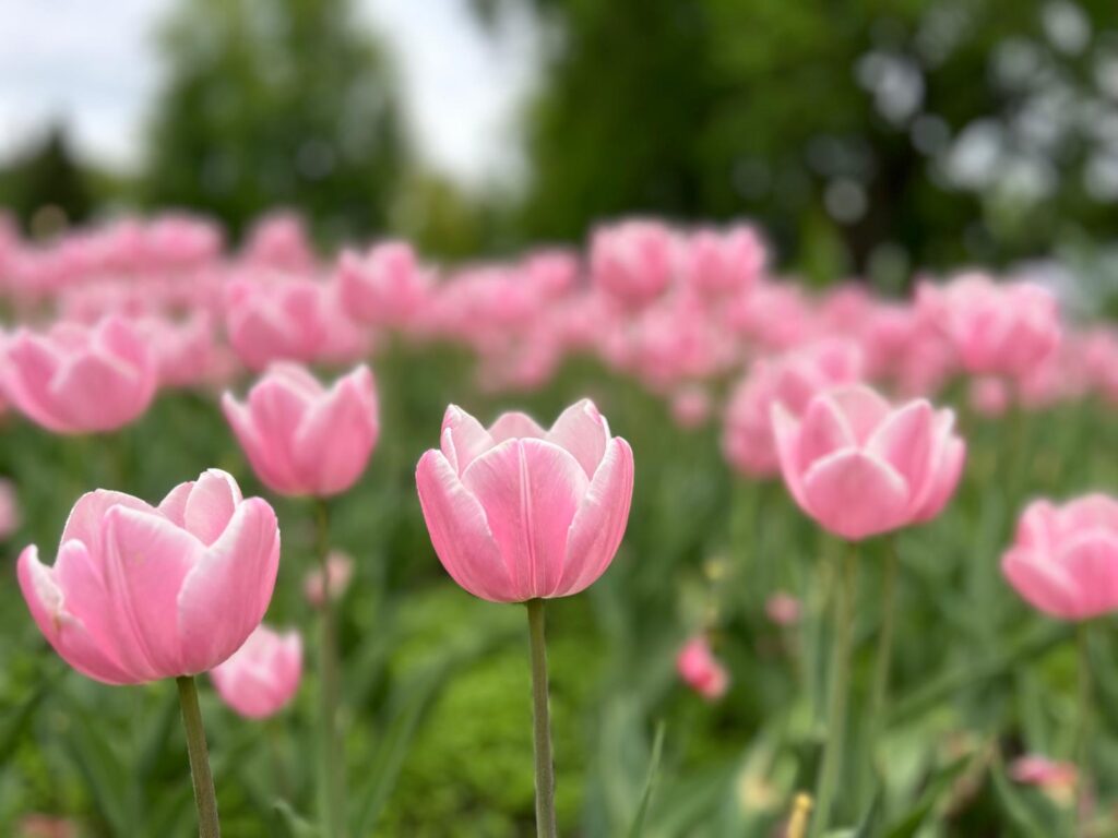 Tulip2024_Pink