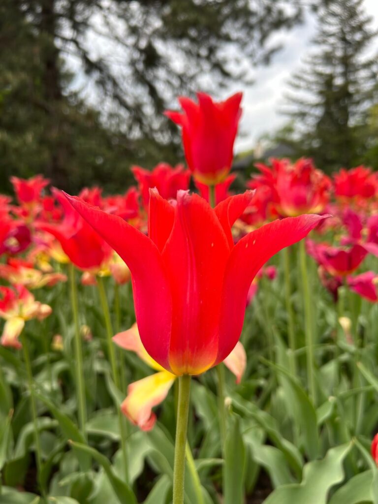 Tulip2024_Red