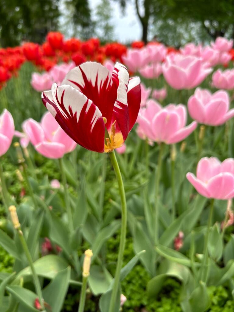 Tulip2024_RedWhite