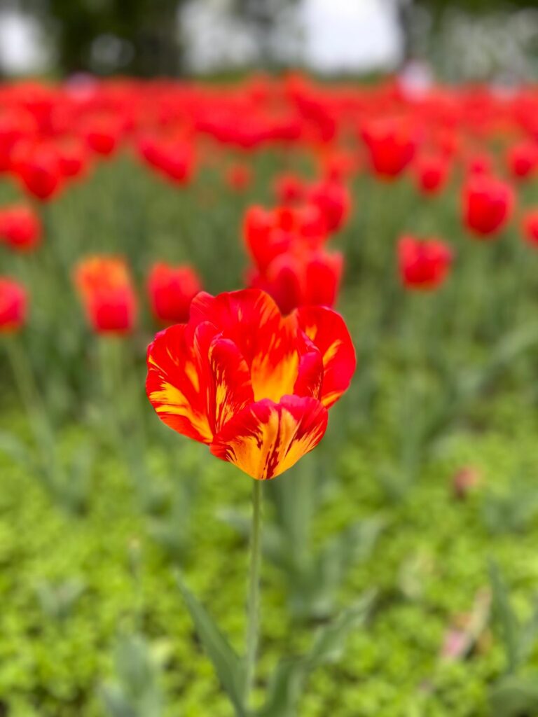 Tulip2024_RedYellow