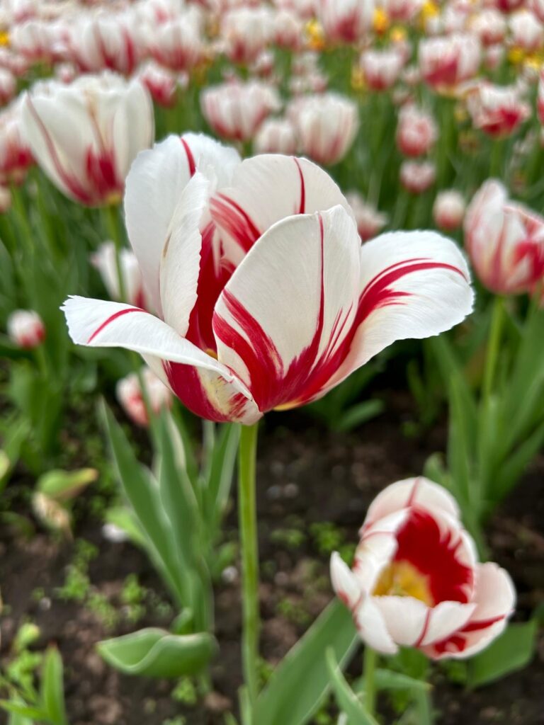 Tulip2024_White